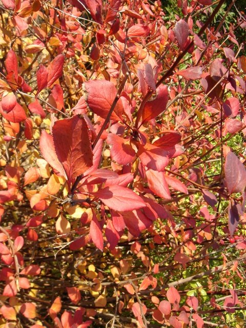 Berberis koreana 'Harvest Fire' P1C